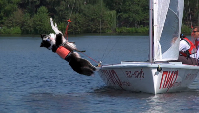 animals-on-yacht-06.jpg