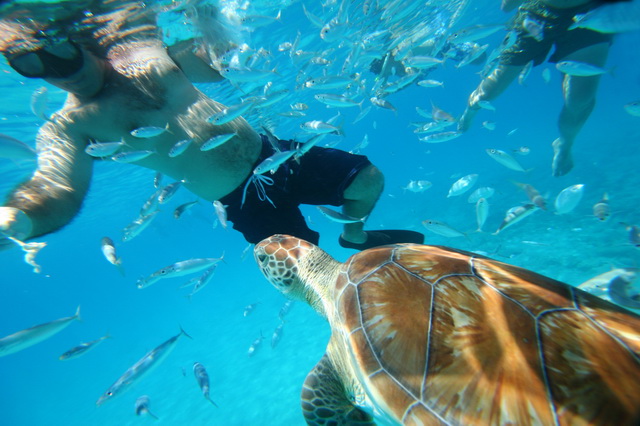 Дайвинг с черепахами на Барбадосе