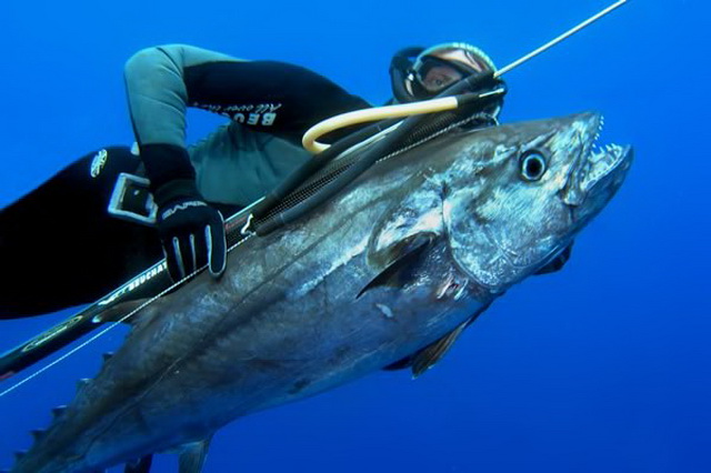 Как выбрать ружьё для подводной рыбалки