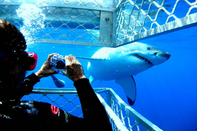 Дайвинг с акулами в Австралии
