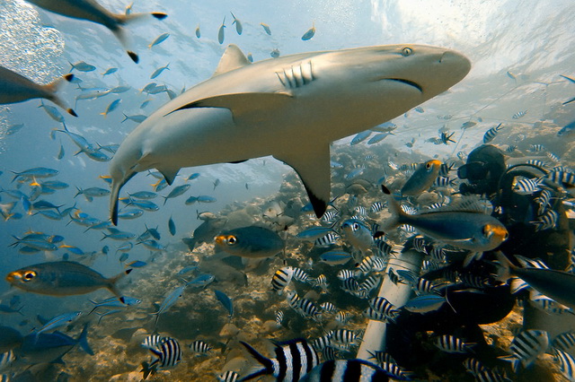 Лучшие места для дайвинга с акулами на Фиджи - Акулий риф