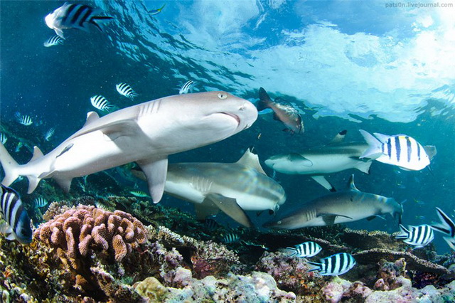 Лучшие места Фиджи для дайвинга с акулами