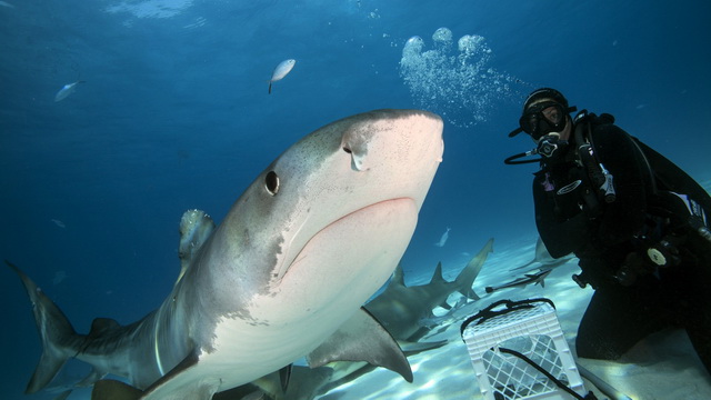 diving-with-tiger-shark.jpeg