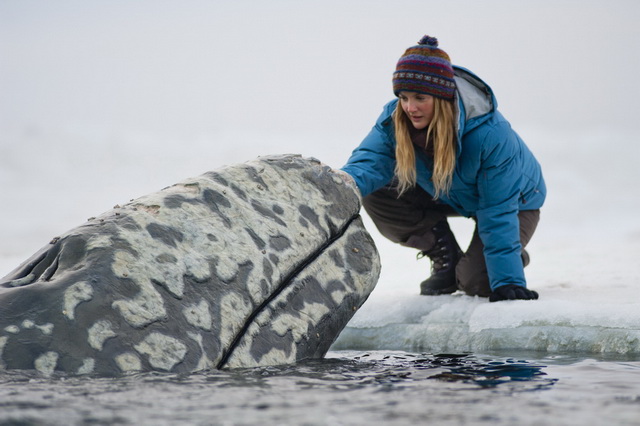 Интересные фильмы про китов - «Все любят китов» (2012)