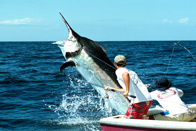 fishing-black-marlin-04.jpg