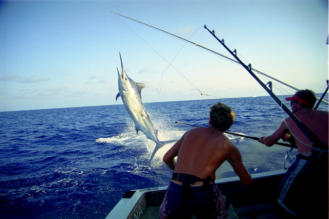 Маврикий также известен как лучшее место для рыбалки на голубого марлина