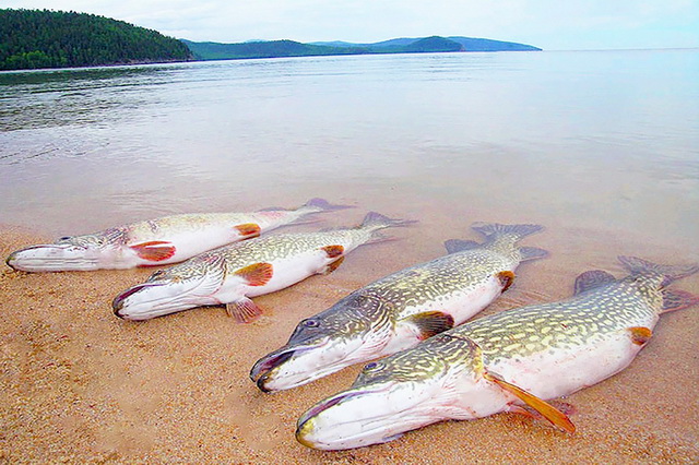 Летняя рыбалка на Байкале