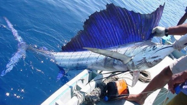 Рыбалка на голубого марлина в Доминикане