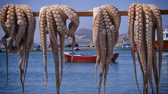 Кальмары и осьминоги - основные трофеи морской рыбалки вблизи многих греческих островов