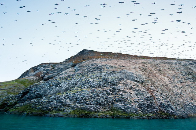 Птичьи базары на скале Рубини-Рок в составе архипелага Земля Франца-Иосифа
