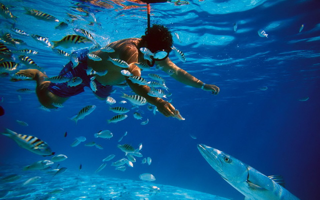 Дайвинг с акулами также популярен на Бора-Бора