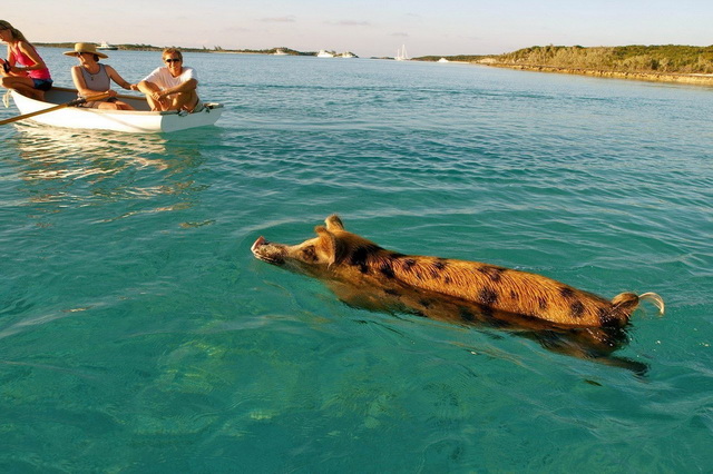 Island Pigs на Багамах