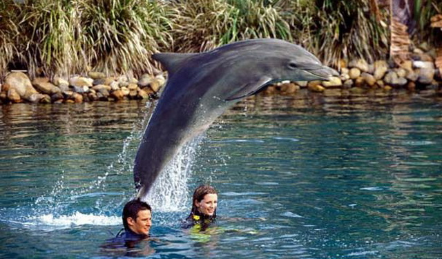 Фильмы про дельфинов - «Кольцо бесконечного света» (2002)