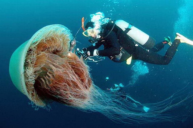 Первая помощь при столкновении с медузой цианея волосатая