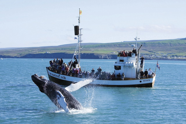 После посещения музея китов в Исландии можно отправиться и полюбоваться живыми китами в море