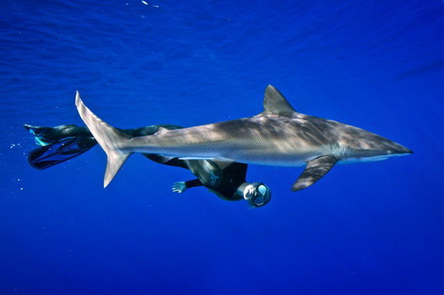Оушен Рамси бесстрашно плавает рядом с акулами