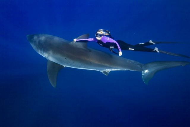 Фридайвер Оушен Рамси плавает с акулами