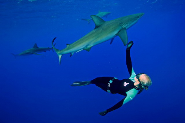 Дайвинг Оушен Рамси с акулами