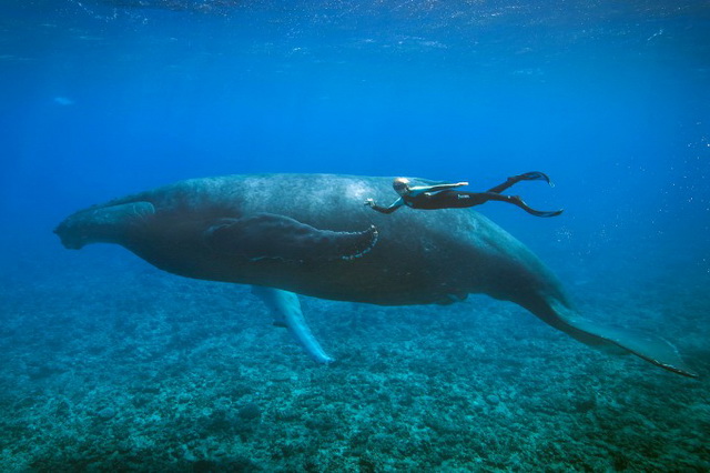 Оушен Рамси известно фотосессиями не только с акулами, но и с китами