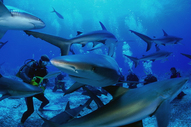 дайвинг с акулами на островах Палау