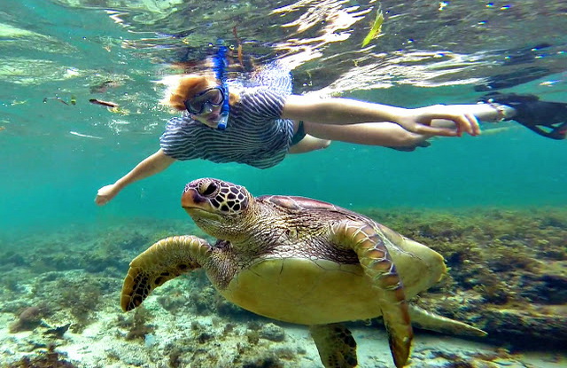 Дайвинг с черепахами на Филиппинах