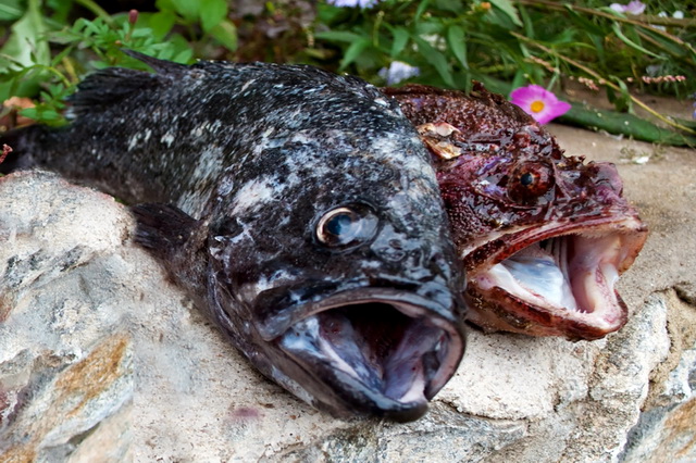 Особенности морской рыбалки в Крыму