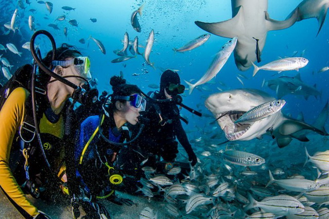групповой дайвинг с акулами