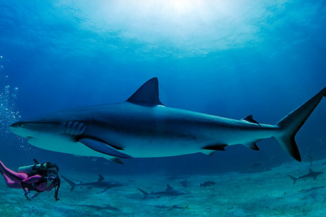 Дайвинг с акулами на Багамских островах