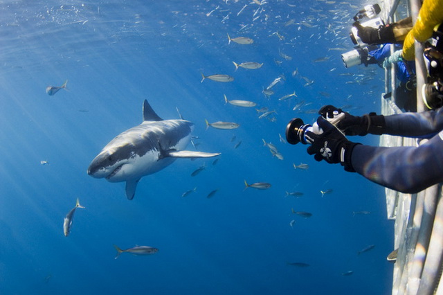 Дайвинг с акулами у острова Гваделупе