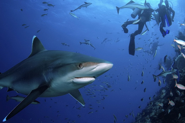 Дайвинг с акулами на Фиджи