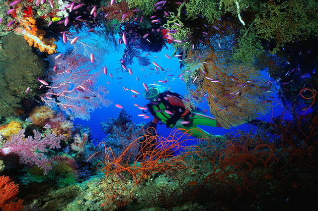 Что стоит знать о подводной фотосъемке новичкам