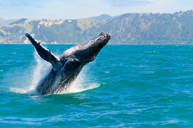 Наблюдение за китами в ЮАР