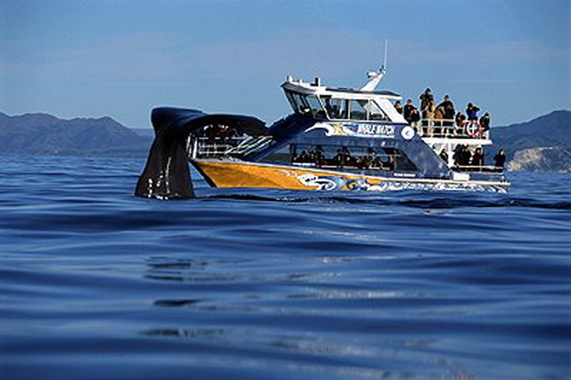 Наблюдение за китами в Новой Зеландии