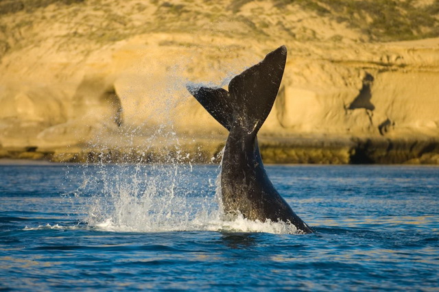 Наблюдения за китами в Аргентине