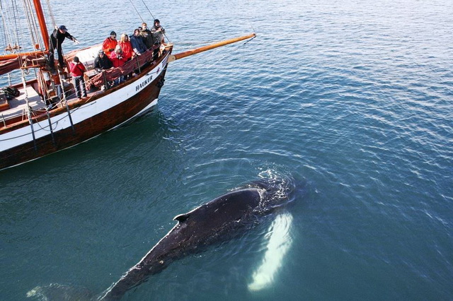 Наблюдение за китами в Исландии