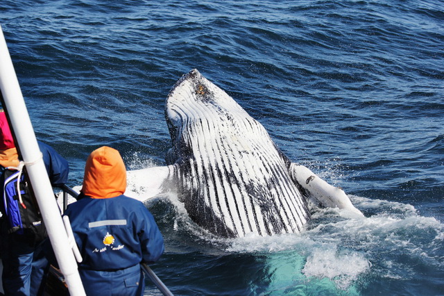 Наблюдение за горбатыми китами в Исландии