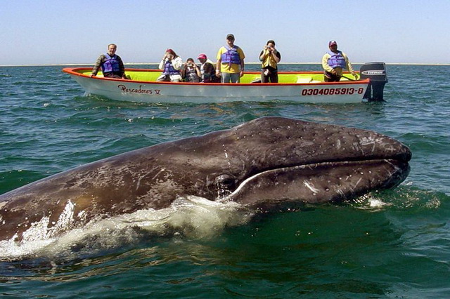Наблюдение за китами на Азорских островах