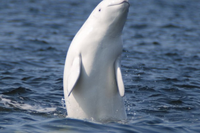 Соловецкие остова - одно из лучших мест для наблюдений за белыми китами