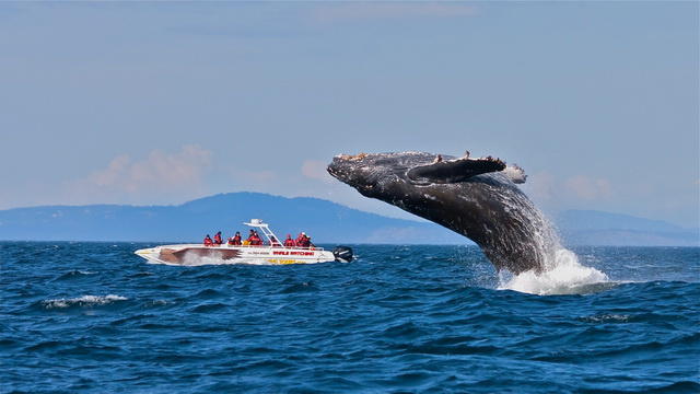Наблюдение за китами вблизи Ванкувера