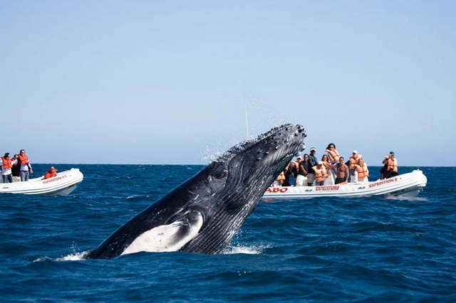 Лучшие места для наблюдений за китами