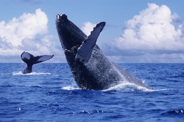 Наблюдение за китами на Азорских островах